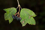 Mapleleaf viburnum